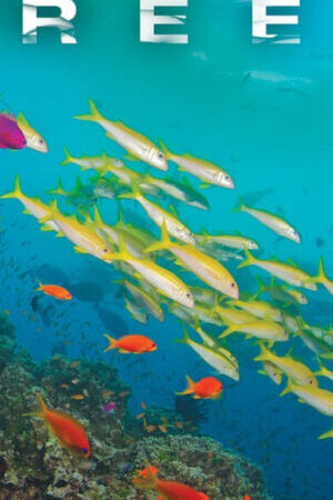 Xem phim Great Barrier Reef - Great Barrier Reef (2012)