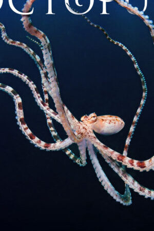 Xem phim Secrets of the Octopus  - Secrets of the Octopus (2024)