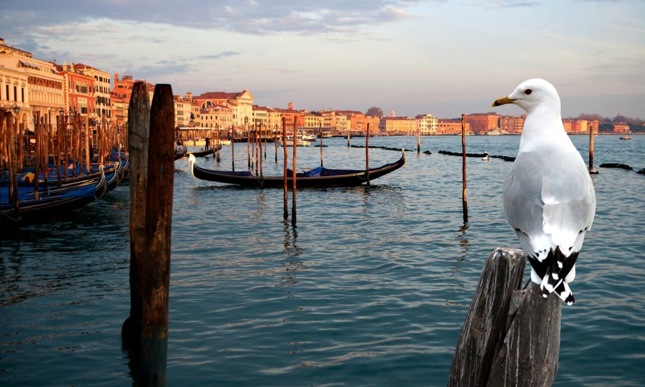 Poster of Thiên Nhiên Hoang Dã Venice